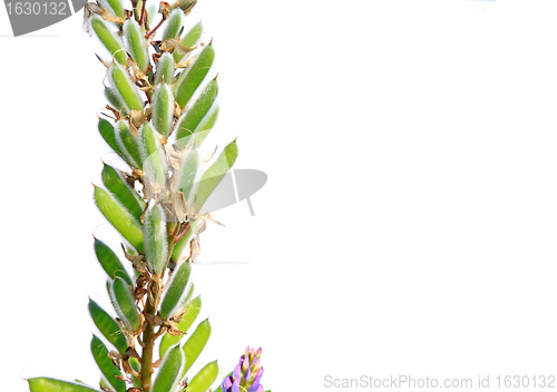 Image of seed of the lupine on white background