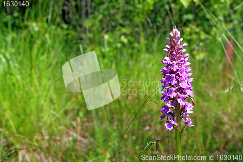 Image of summer flower on green field