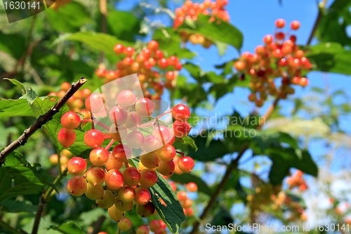 Image of red viburnum on wood background