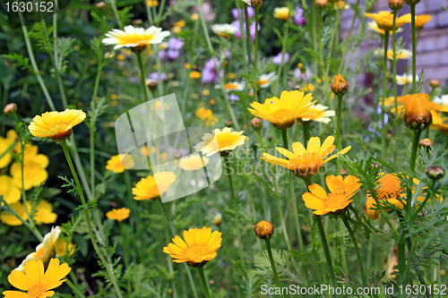 Image of chrysanthemums in garden, floral background