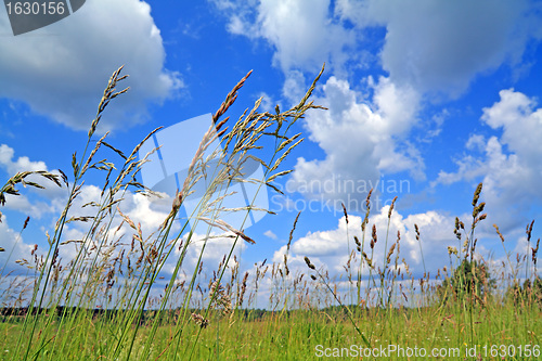 Image of dry herb on green field