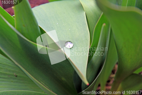 Image of white drop on green sheet