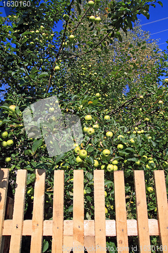Image of aple tree near new fence