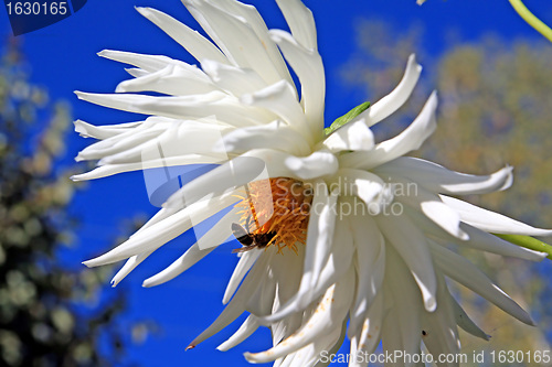 Image of  dahlia on background blue sky