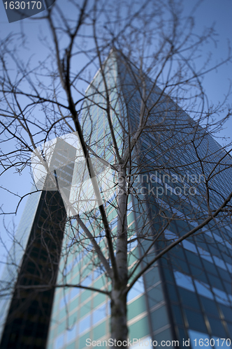 Image of Leafless tree with office buildings