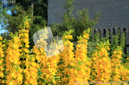 Image of yellow flowerses in rural garden