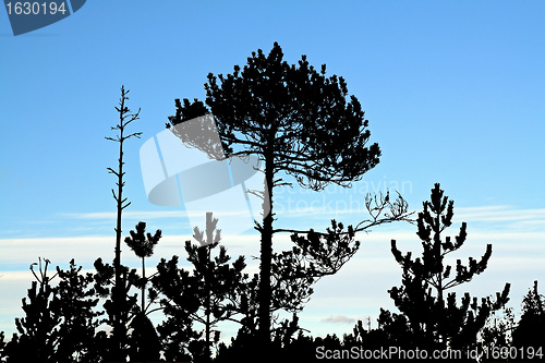 Image of dry aging pine on blue background