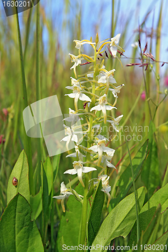 Image of white flower on green field