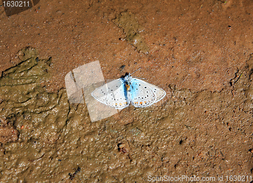 Image of blue dead butterfly in brown dirt