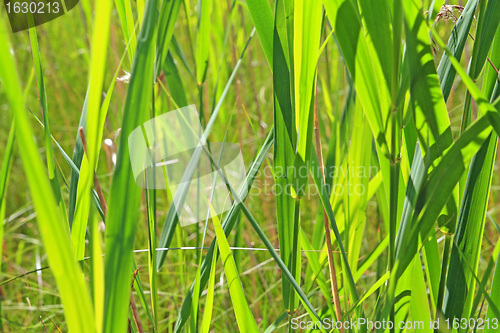 Image of green herb on summer field