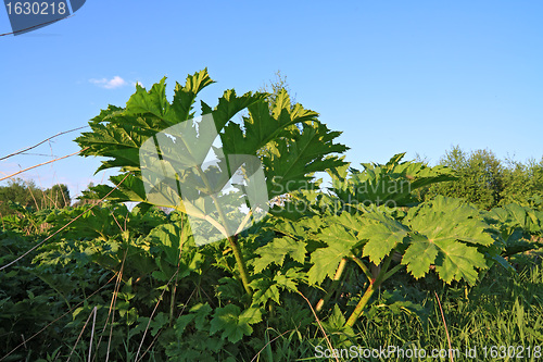 Image of green sheet hogweed on celestial background