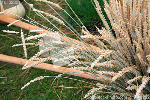 Image of wheat