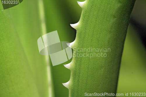 Image of aloe sheet