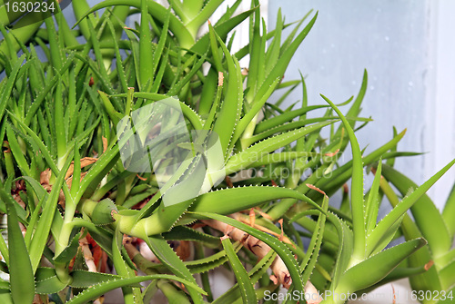 Image of green aloe on winter window