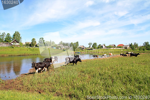 Image of herd cow on river coast