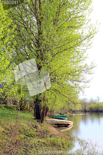 Image of aging boat near big tree