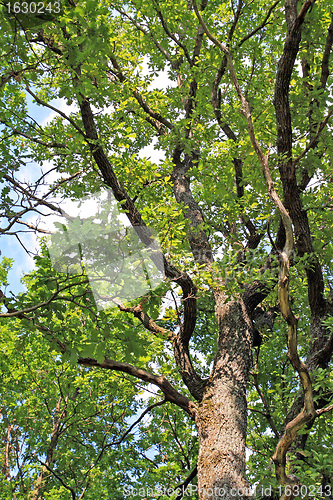 Image of green branch of the oak 