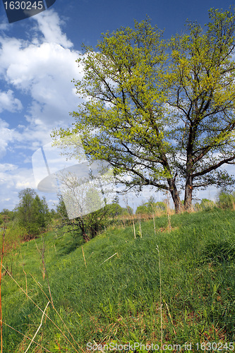 Image of big oak on green summer field