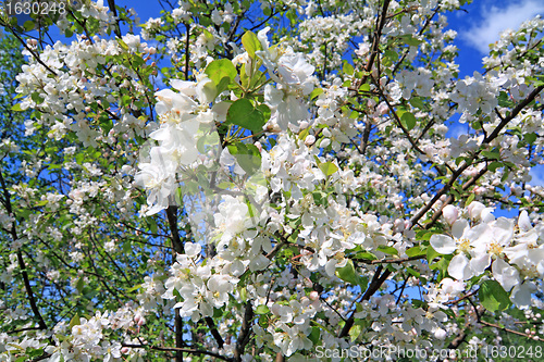 Image of flowerses to aple trees 