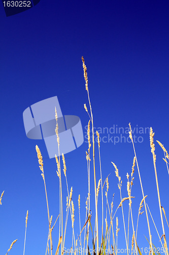 Image of field herb on celestial background 