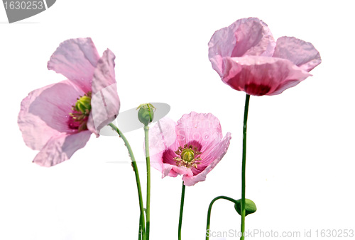 Image of poppy flowerses on white background