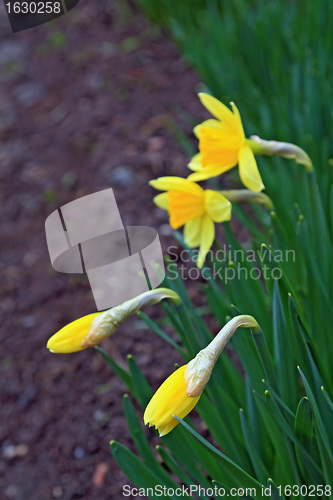 Image of young narcissuses