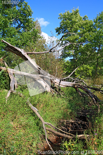 Image of tumbled tree in green wood