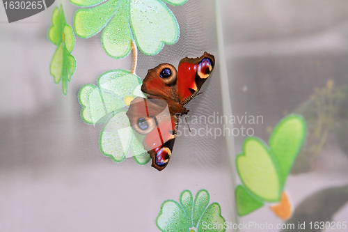 Image of butterfly on curtain on window