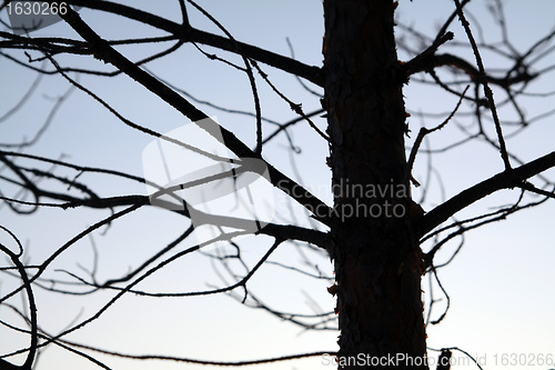 Image of dry aging pine on blue background