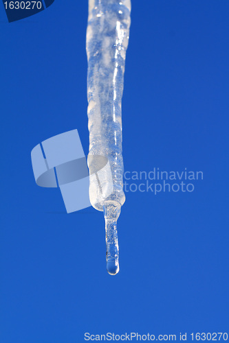 Image of blanching icicle on turn blue background