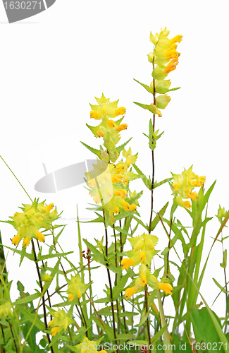 Image of yellow flowerses on white background