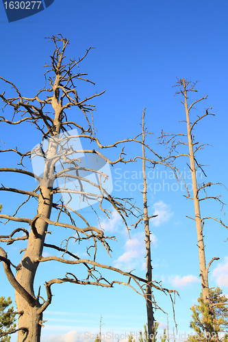 Image of dry aging pine on blue background