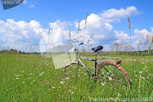 Image of old bicycle amongst green herb