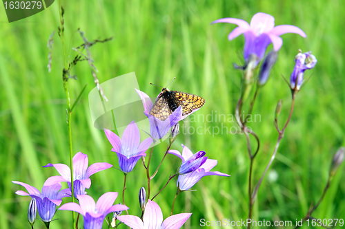 Image of butterfly on flower amongst green herb