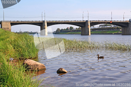 Image of river duck near town bridge