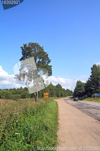 Image of green pine near rural road