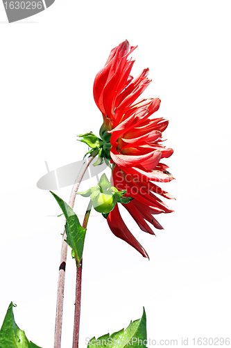 Image of red dahlia on white background
