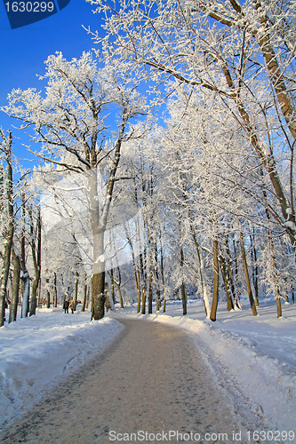 Image of snow lane in winter park
