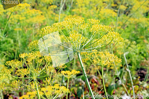 Image of ripe dill on yellow background