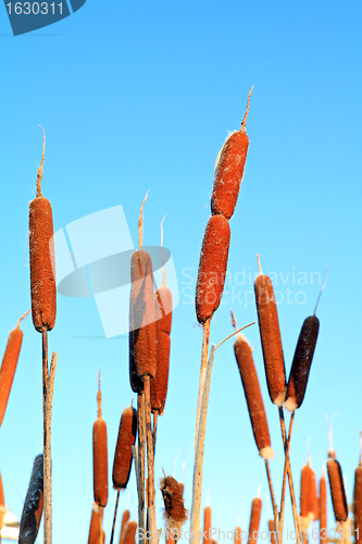 Image of marsh bulrush on celestial background