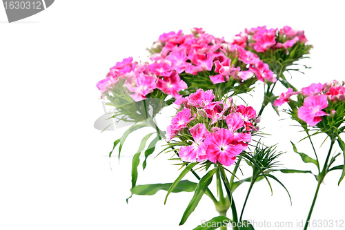 Image of red flowerses on white background