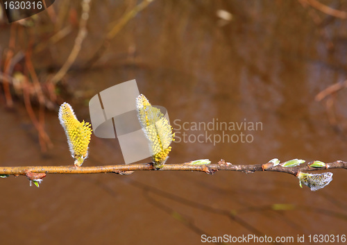 Image of wood buds on brown water