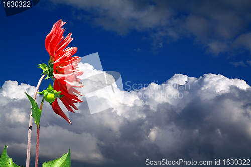 Image of red dahlia on sky background