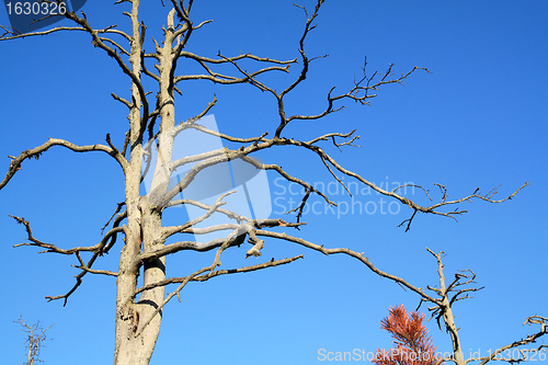 Image of dry aging pine on blue background