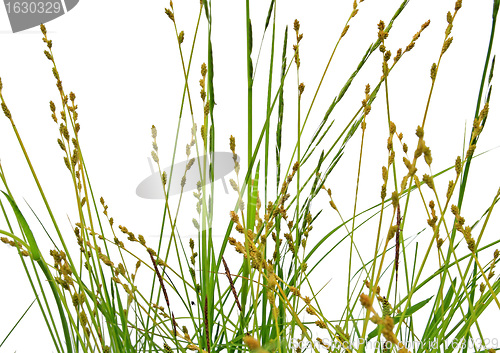 Image of green herb on white background