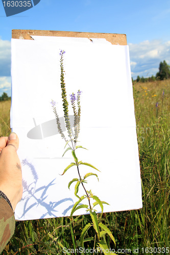 Image of photograph of a flower on a white background