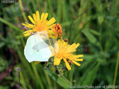 Image of yellow butterfly on yellow flower