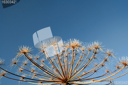 Image of hogweed 