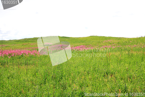 Image of lilac flowerses on green field