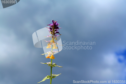 Image of foalfoot on cloudy background